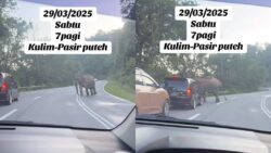 [VIDEO] ‘Abang besar’ pun sambut orang balik beraya