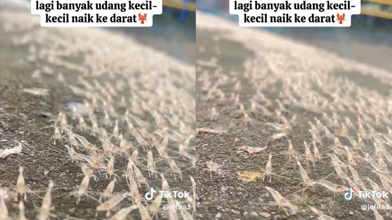 geli udang