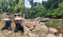 Pancing kelah Sungai Sepia