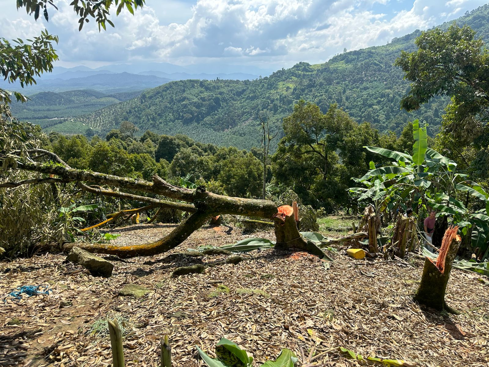 SUNGAI KLAU DURIAN POKOK