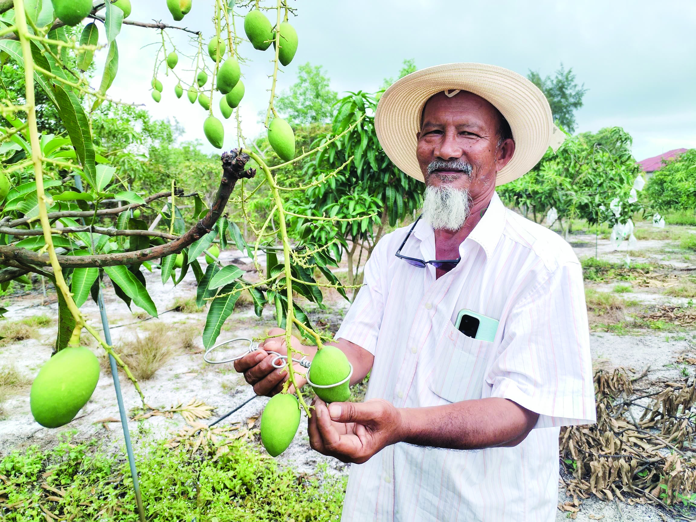 TRG Mangga King Terengganu 03