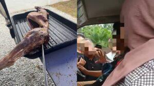 kambing kurus