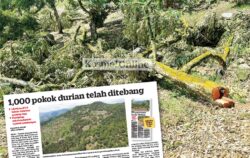 Emas punca tanah Raub subur tanam musang king