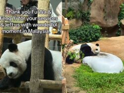 [VIDEO] ‘Setiap bulan pergi Zoo Negara lawat Fu Wa, Feng Yi’