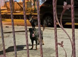 Dua anjing Rottweiler serang penduduk dilupus