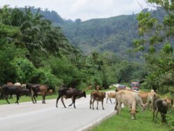 Lembu tiada akal, tuan buat keras kepala