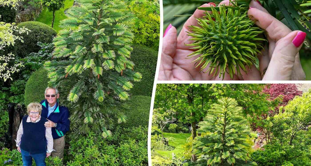 Pokok dinosaur akhinya berbuah 