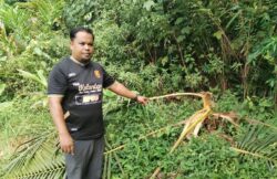Mujur sempat menyorok daripada beruang matahari