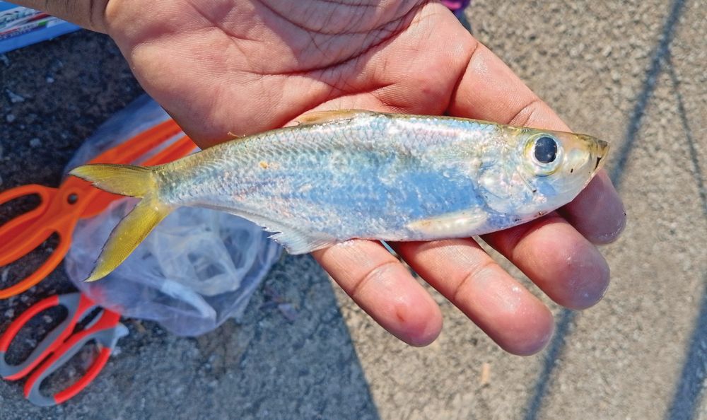 Layan apollo ikan beliak mata