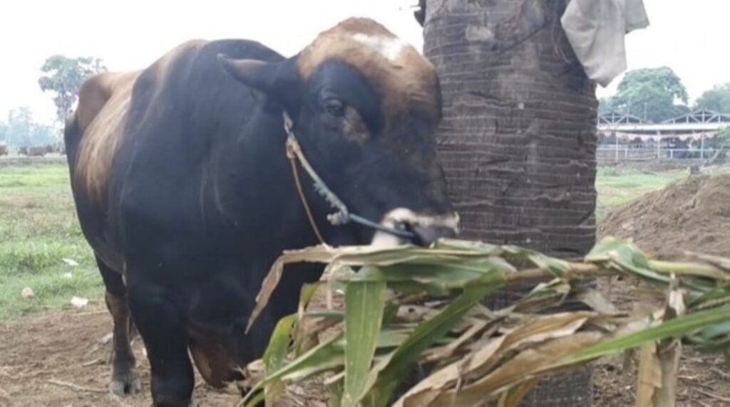 Lembu korban Presiden Indonesia berharga RM18,000 dijaga 20 orang