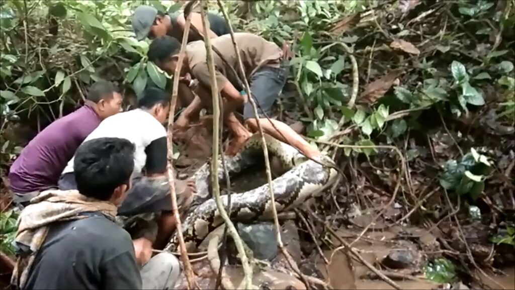 Penduduk jumpa ular sawa gergasi sedang telan lembu