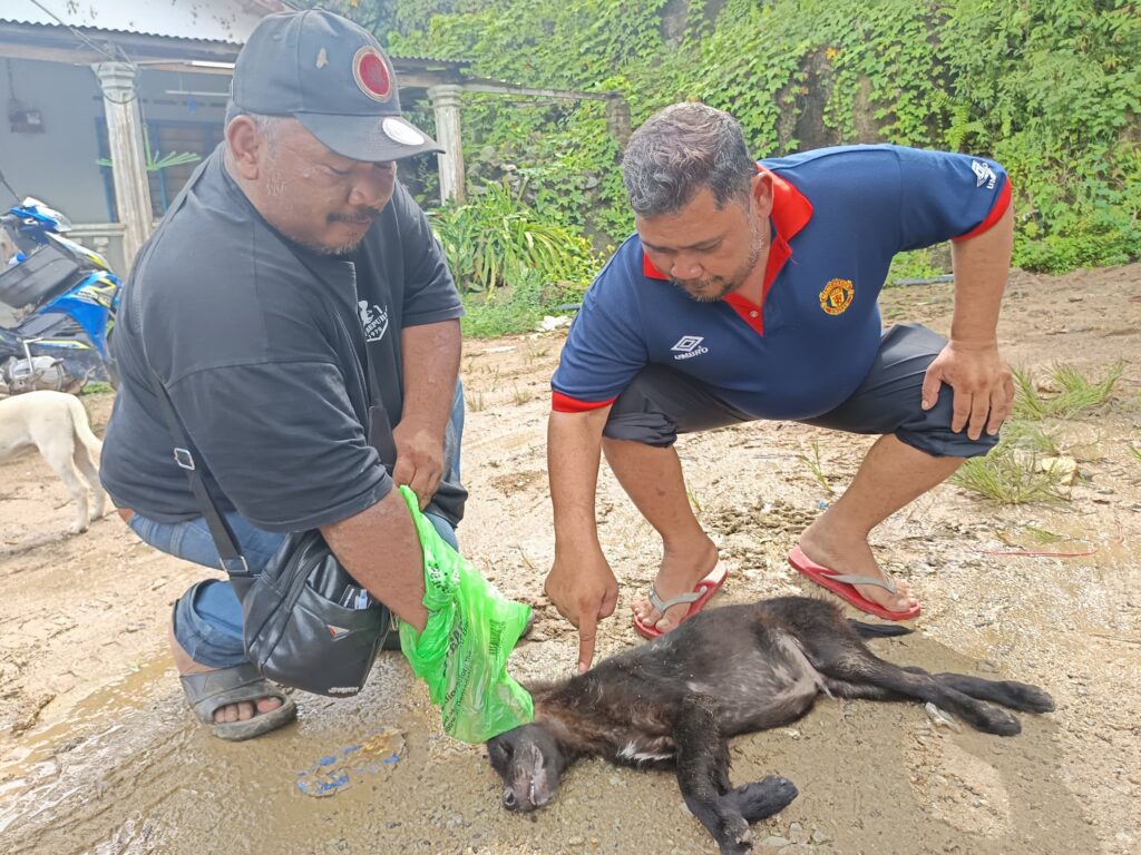 Gigil tengok harimau kumbang terkam anjing