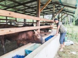 Daging tempatan lebih pejal, kurang berlemak
