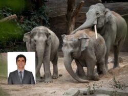Persatuan haiwan rayu kerajaan perbanyak ‘animal viaduct’