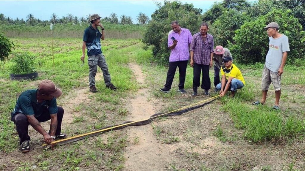 ‘King cobra’ berenang dalam kolam belakang rumah