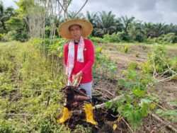 Tinggalkan gaji lima angka, tanam ubi kayu