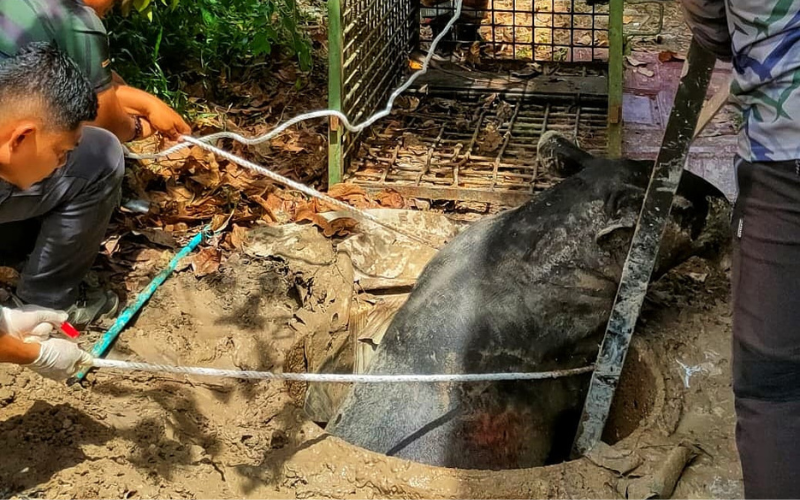 Perhilitan selamatkan tapir 320 kg jatuh lubang kumbahan