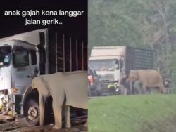 [VIDEO] Awal pagi sampai cerah ibu gajah setia tunggu anak