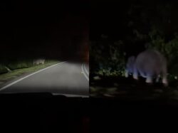 [VIDEO] Anak gajah sempat bermain dengan ibu sebelum dilanggar