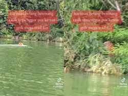 [VIDEO] Rezeki dapat tengok harimau Malaya ‘live’ depan mata