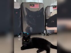 [VIDEO] Sarung bagasi gambar kucing, pelepas rindu di Mekah