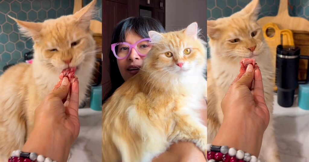 Netizen cemburu Nabila Huda jamu kucing daging wagyu