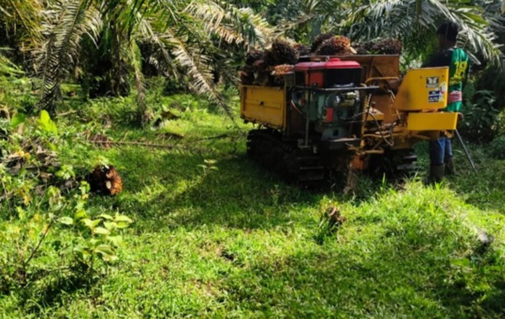 Tiga warga asing ditahan curi sawit di tanah kerajaan