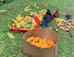 Beri gajah makan di laluan Gerik-Jeli buat ia lebih kerap keluar hutan