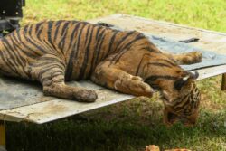 Harimau belang serang ternakan di Perlop akhirnya masuk perangkap