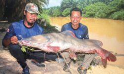 Pemancing dan ikan pendatang