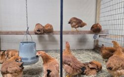 H5N1 berisiko cetus pandemik global 