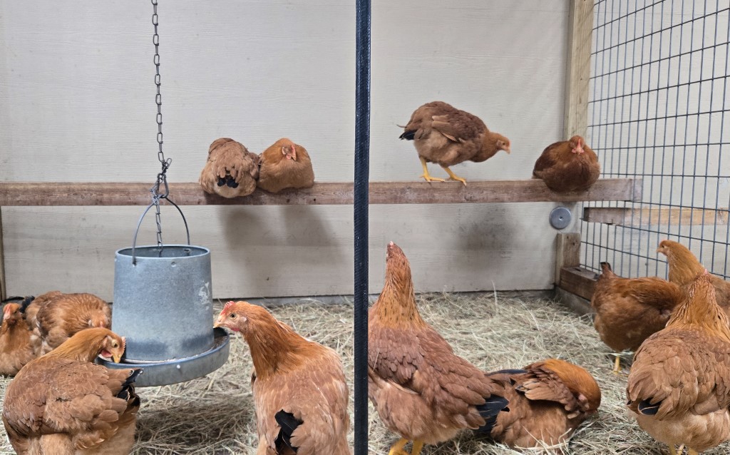 bird flu pandemik