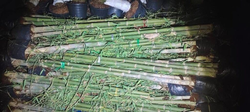 Pemandu tak sempat hantar pokok hiasan RM3.44 juta ke Johor, Perak