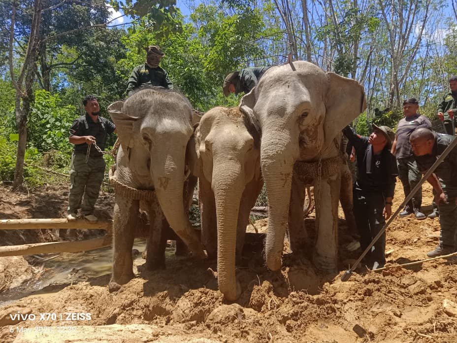gajah