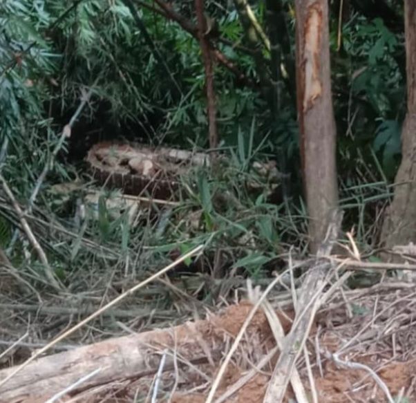 Dua maut jentera berat jatuh cerun, gaung