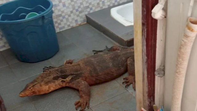 geli biawak gergasi