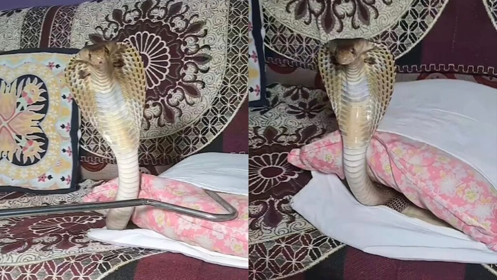 Wanita jumpa ‘king cobra’ dalam bantal peluk