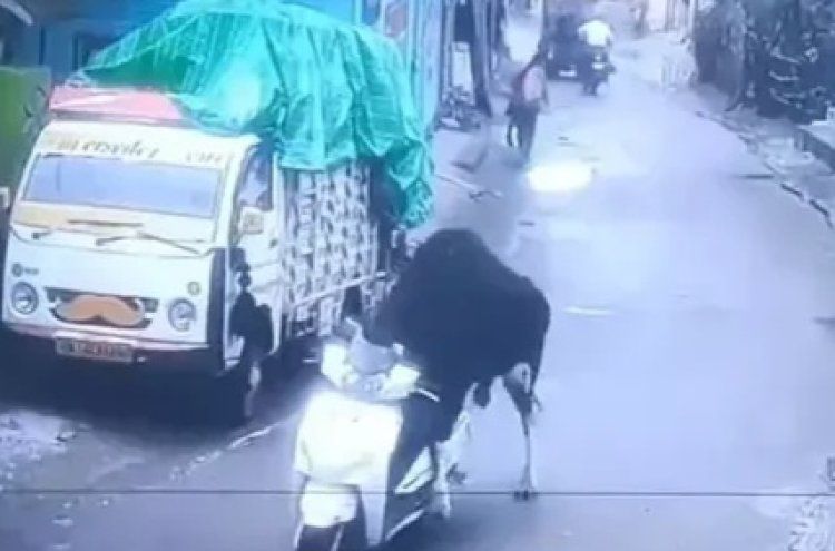 geli lembu skuter