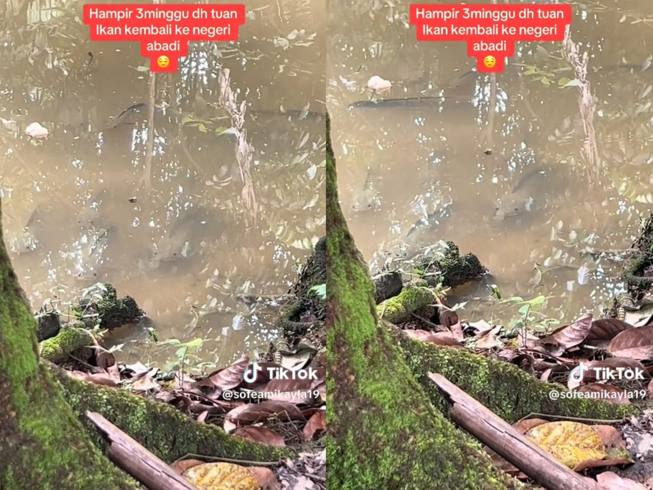 ikan