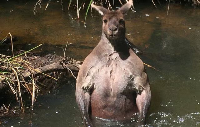 kanggaru viral
