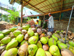 Peniaga santan Gua Musang beli kelapa di Johor
