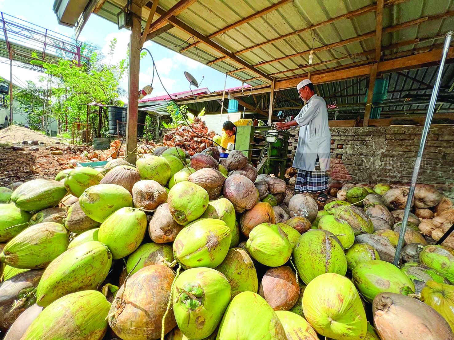kelapa
