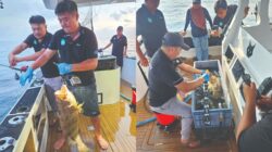 Program tangkap dan lepas kerapu mega