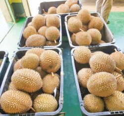 Luahan pembaca: Jual durian Thailand tapi kata Balik Pulau punya