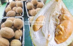 Udang merah kini ‘raja buah’