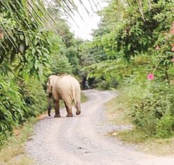 Gajah ceroboh pada hari raya korban