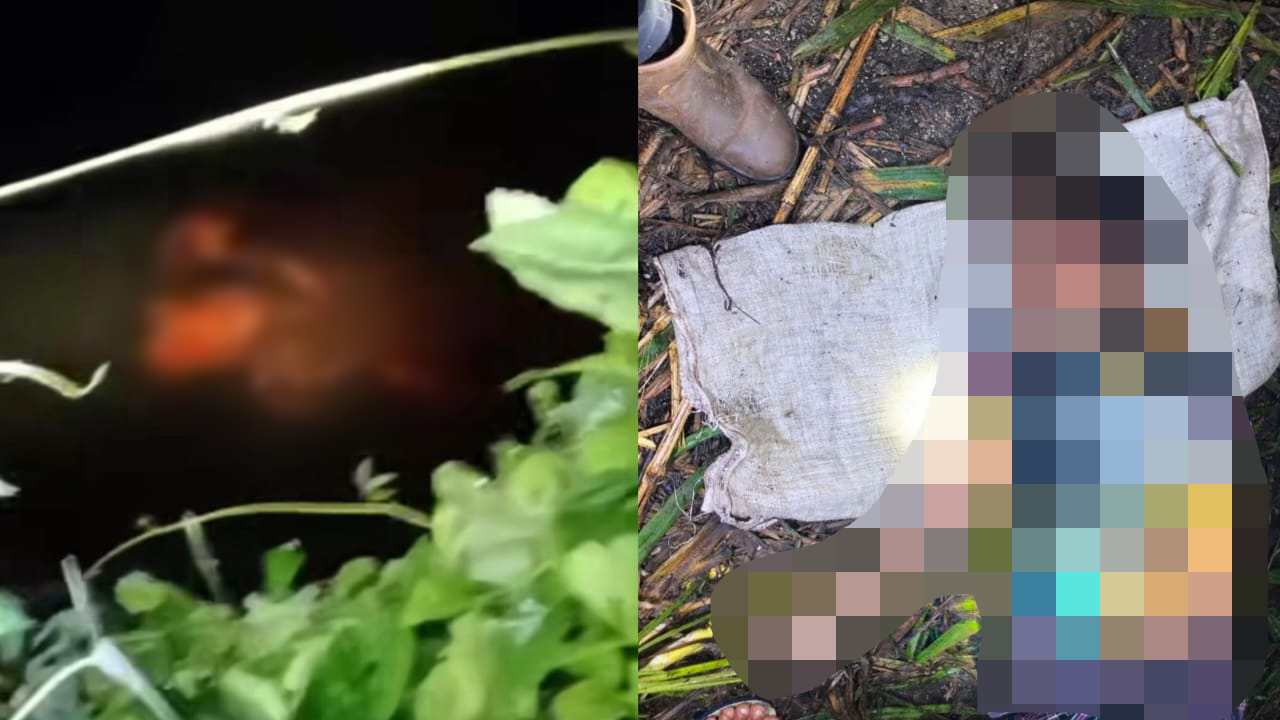 Viral buaya 1
