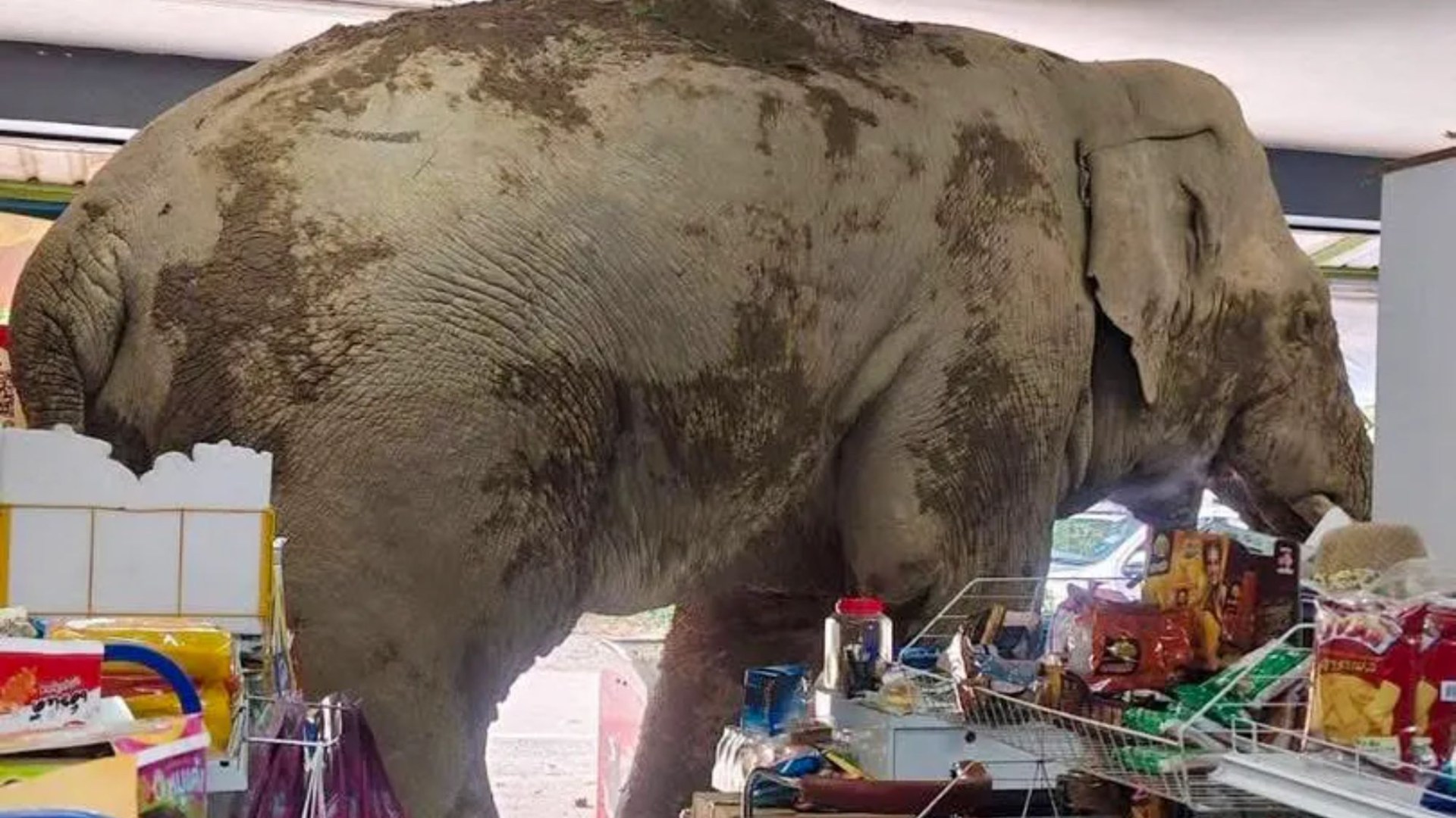 Viral gajah