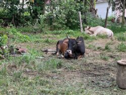 Lembu jantan mengamuk punca perut lelaki ditanduk