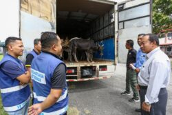 Helah guna lori ‘bonded’ seludup lembu gagal